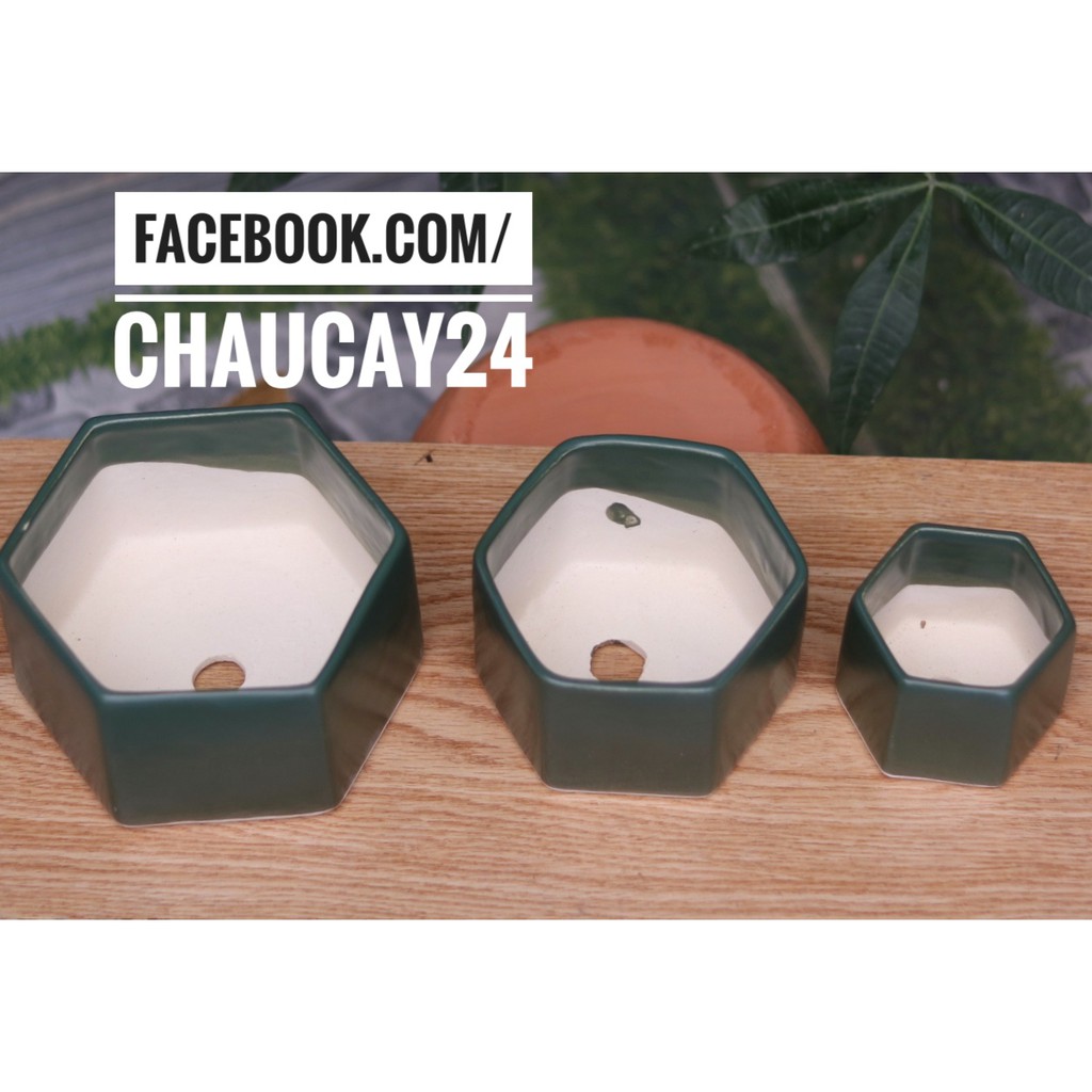 COMBO 3 Chậu Sứ Lục giác Trồng Cây Cảnh Nội Thất, Cây Để Bàn, Cây Cảnh Mini, cây hoa kiểng