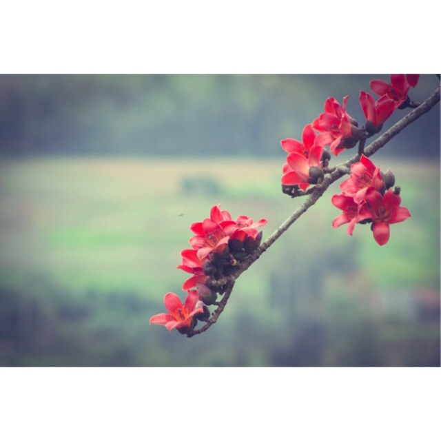 Mặt nạ ốc sên Bisutang