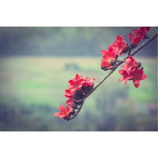 Mặt nạ ốc sên Bisutang