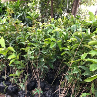 Mộc hương ta cao tư 70-1m( bác nào muốn mua cây cao hơn ib e nhé)