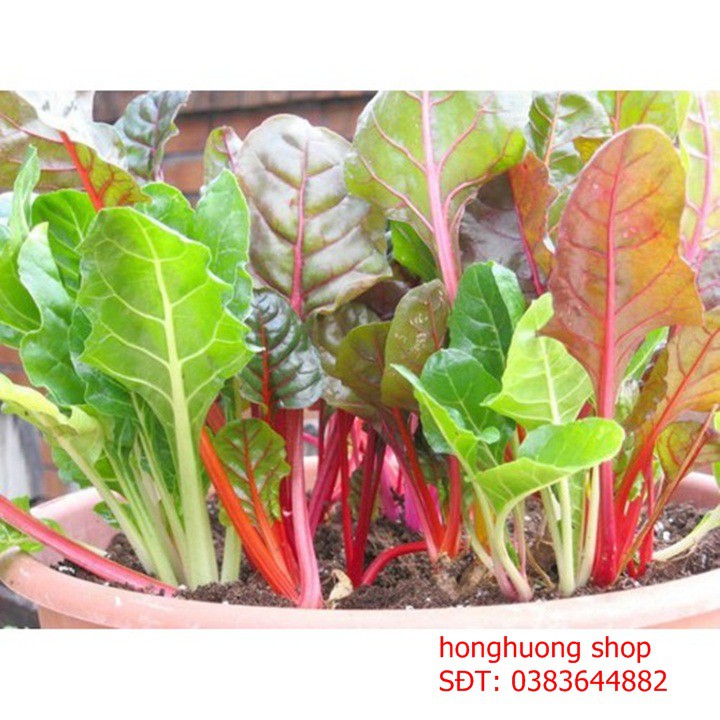Hạt giống cải bó xôi đỏ