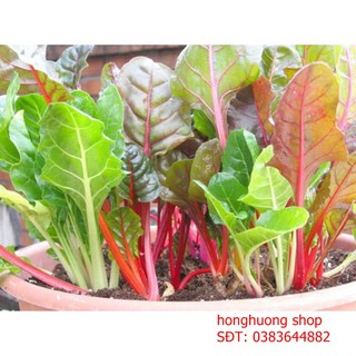 Hạt giống cải bó xôi đỏ