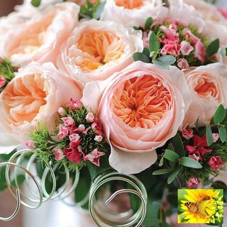 Gói 20 Hạt Giống Cây Hoa Hồng juliet-siêu đẹp Hoa Hồng Ngoại JulieTuyệt Đẹp Rose Tặng Kích Rễ
