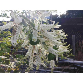 Cây bạch trầm hương cho hoa thơm quanh năm - Aloysia virgata