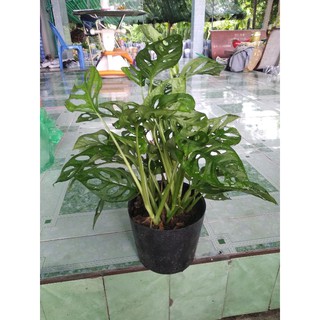 Trầu bà lỗ