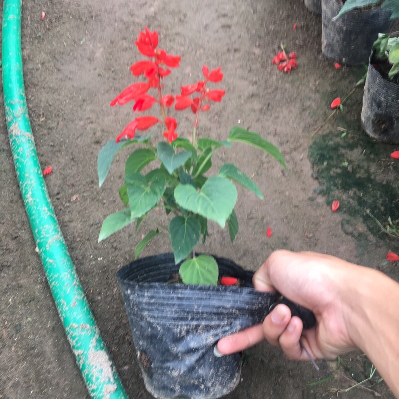 Cây hoa xác pháo trồng bịch đen cao 15-20cm đã có hoa và nụ như hình