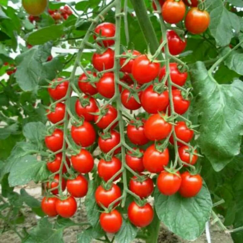 50H _# Hạt_ giống_cà _chua_ chuỗi_ ngọc
