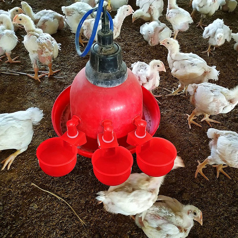 20 cái máy uống nước gia cầm tự động bát gà cốc nước vịt máy uống nước treo bát uống máy lọc nước