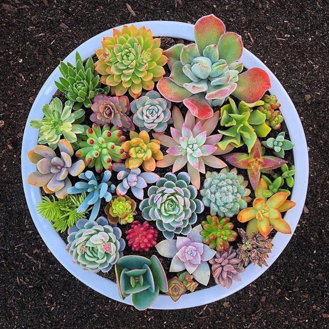 [500 GRAM] Đất Nung AKADAMA - Dùng Làm Nền Bể Thủy Sinh, Chuyên Dùng Trồng Sen Đá, Bonsai và Lan