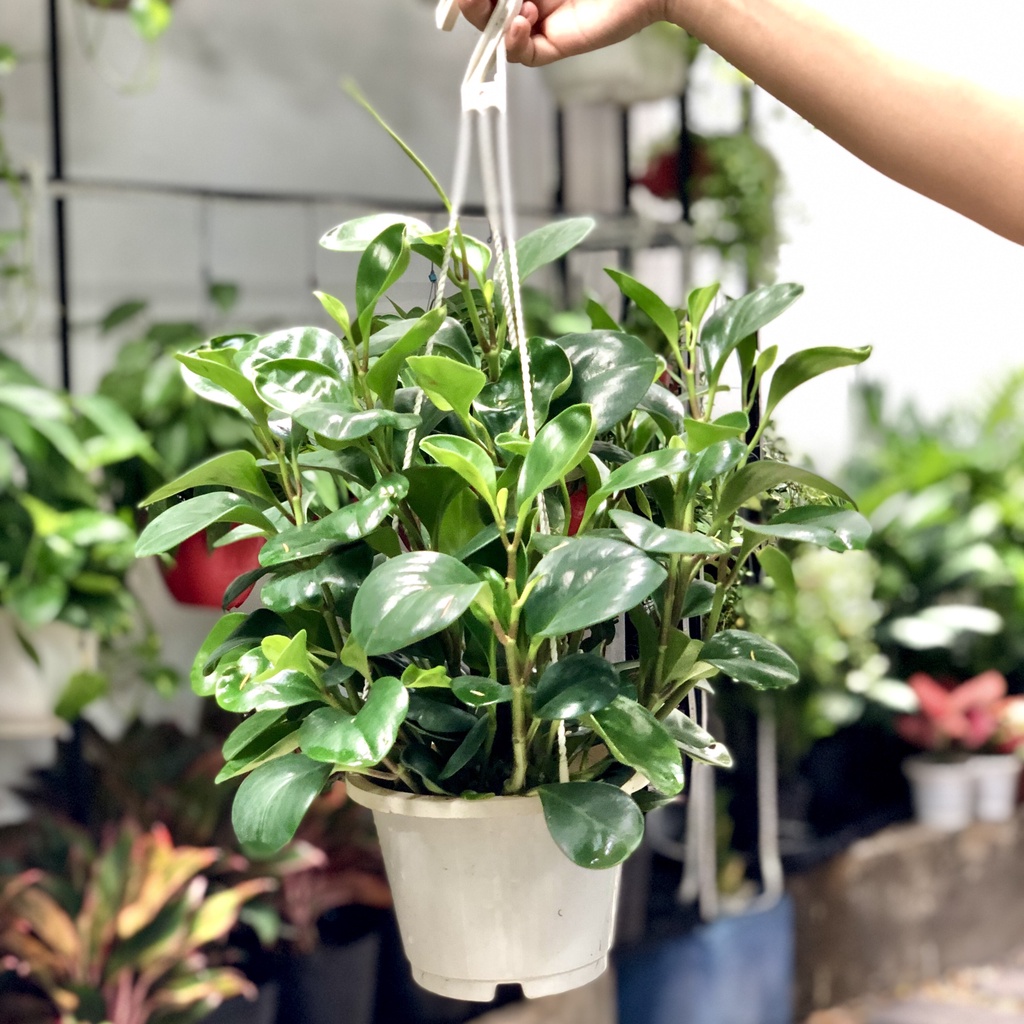 Cây Treo Trường Sinh trang trí ban công, sân vườn