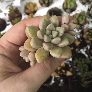 Sen đá❤️❤️❤️Sen đá mini, sen vỉ 84 cây/vỉ