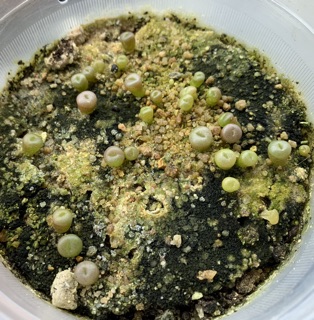 Hạt giống Lithops (Thạch Lan) Mix