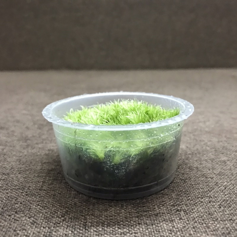 Hộp rêu Leucobryum Pincushion 6,8cm x3cm