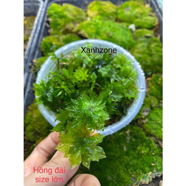 22 loại rêu, rêu bán cạn, mix nhiều loại, set hồ bán cạn, rêu terraium, non bộ, tiểu cảnh.i