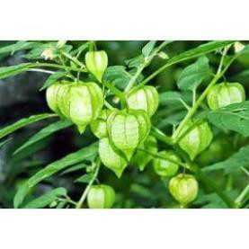 Cây Tầm Bóp khô 1kg ( cây thù lù, cây lồng đèn, cây bôm bốp) hàng chuẩn loại 1