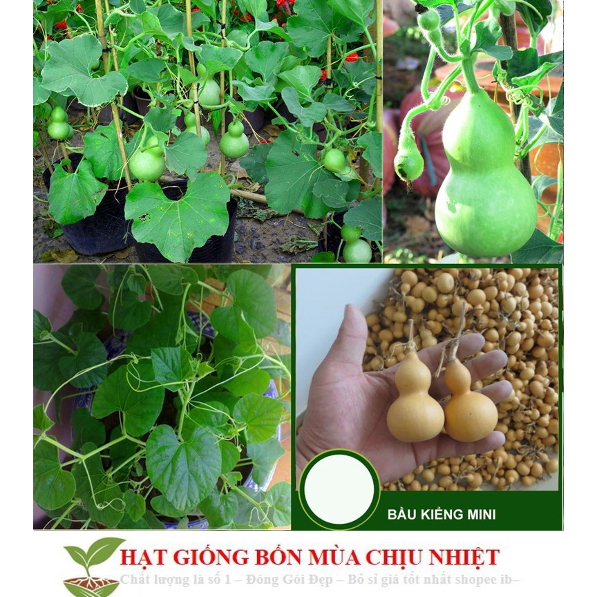 Hạt Giống Bầu Hồ Lô - Mini Siêu Kute (Lagenaria siceraria) 5 hạt ĐẾN MÙA TRỒNG TẾT