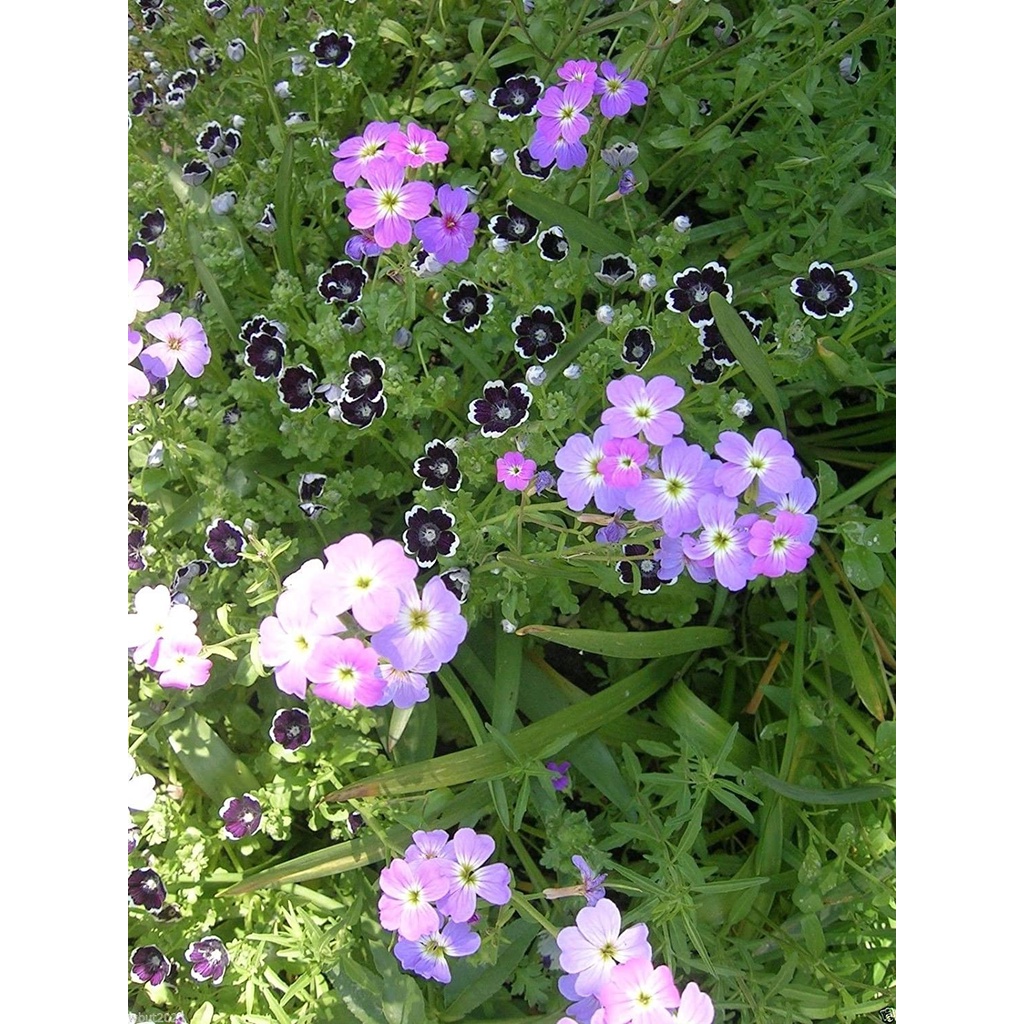 HẠT GIỐNG HOA mắt nai đen quý, Nemophila Discoidalis, Shade Loving Plant