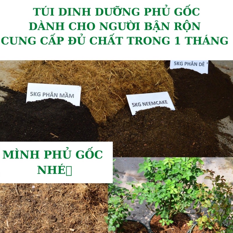 PHÂN PHỦ MÙA HÈ