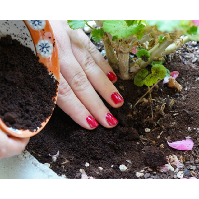 Bã cà phê nguyên chất pha máy sấy lạnh, khử mùi hôi tủ lạnh, bón cây, tẩy da chết. Túi 250g