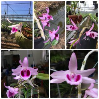 PHI ĐIỆP RỒNG LỬA ( Cây Giống )