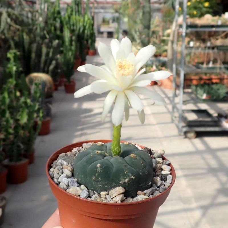 Sale++ Xương rồng matucana hoa rất đẹp.