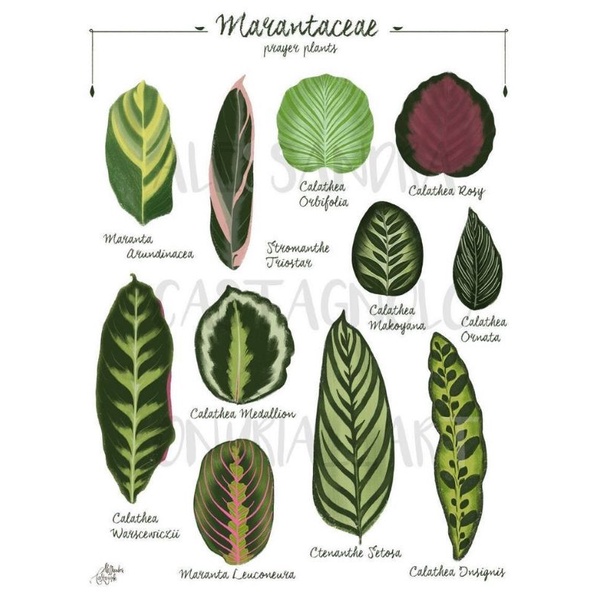 Combo đuôi công và begonia cho khách