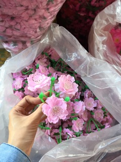 Hoa anh đào- đào chùm 1kg