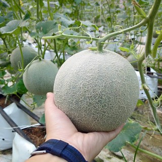 10h - HẠT GIỐNG DƯA LƯỚI