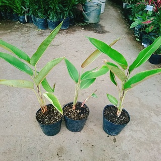 Cây Chuối Tràng Pháo (Chuối Mỏ Phượng)
