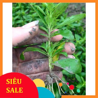 0.1g Hạt giống Cỏ ngọt (tặng gói Kích nẩy mầm và Hướng dẫn)