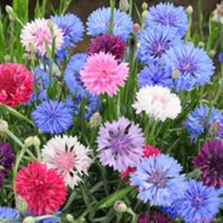 Hạt giống hoa Trúc mai mix màu Kèm quà tặng và hướng dẫn ươm trồng