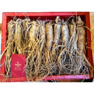 Mila Nhân sâm tươi củ to 185k/củ loại 10 củ/kg
