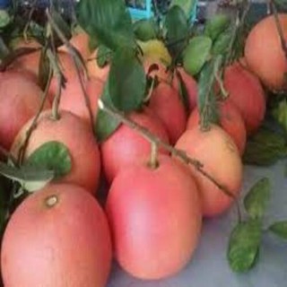 Cây giống BƯỞI ĐỎ LUẬN VĂN (TIẾN VUA) - CHUẨN GIỐNG F1