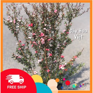Cây Tùng Tuyết Mai Siêu Hot [FREESHIP] loài hoa có nhiều ý nghĩa trong phong thủy có thêm nhiều may mắn,bình an,tài lộc