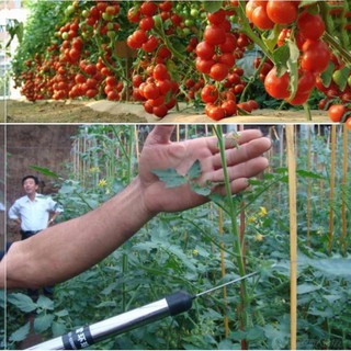 Máy thụ phấn Cà chua SUKA-8701, Dụng cụ hỗ trợ thụ phấn Cà chua