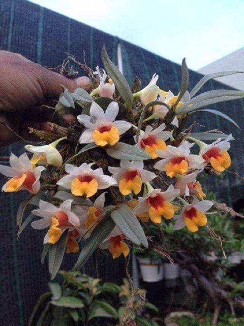 Combo 3 bản bạch hoả hoàng