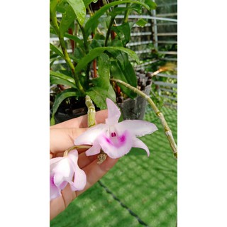 Phi điệp hoà bình - cây giống gieo hạt