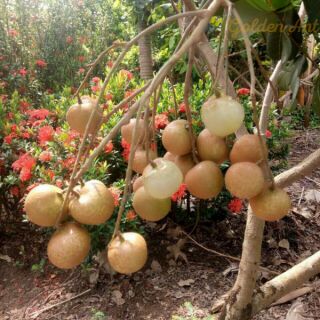Cây giống Thanh nhãn siêu trái, 1 năm cho trái