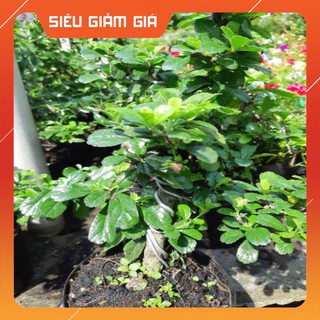 Cây trà phúc kiến bonsai mini