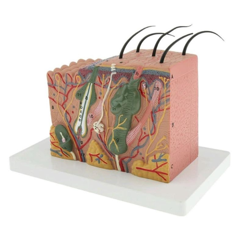 Mô hình giải phẫu cấu trúc da