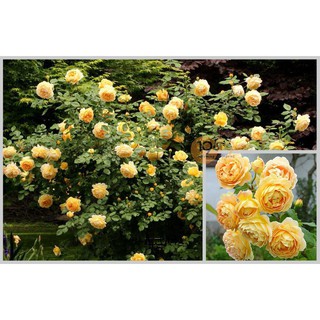 Hoa hồng leo ngoại luckyseed hạt siêu rẻ