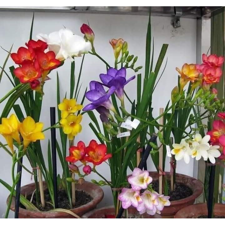 Củ giống hoa lan nam phi hoa màu trắng hồng - tặng kèm 1 viên nén ươm củ