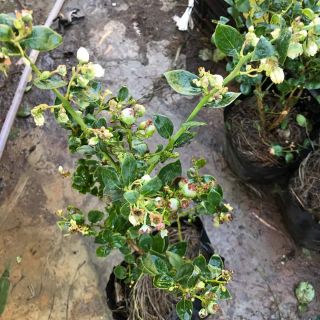 Cây việt quất sẵn hoa và trái