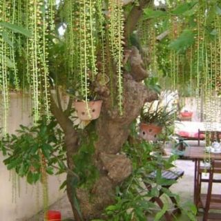 Cây Lộc vừng... siêu hoa