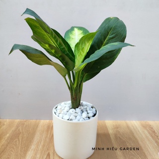 Cây vạn niên thanh, cây phong thủy dễ chăm sóc