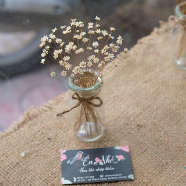 [MUA HOA TẶNG LỌ] Hoa Marcela từ Brazil đẹp mê mẩn