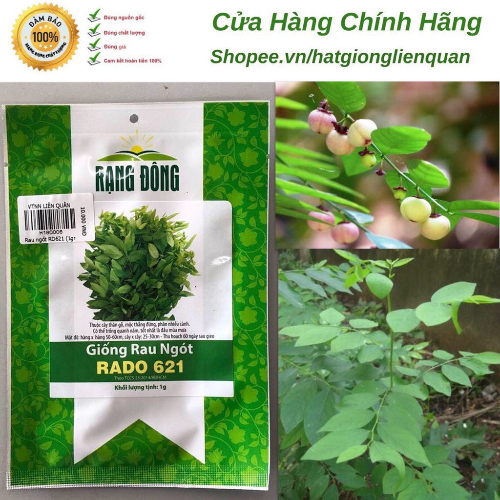 Hạt Giống Rau Ngót -1 gr ( Rạng Đông ).