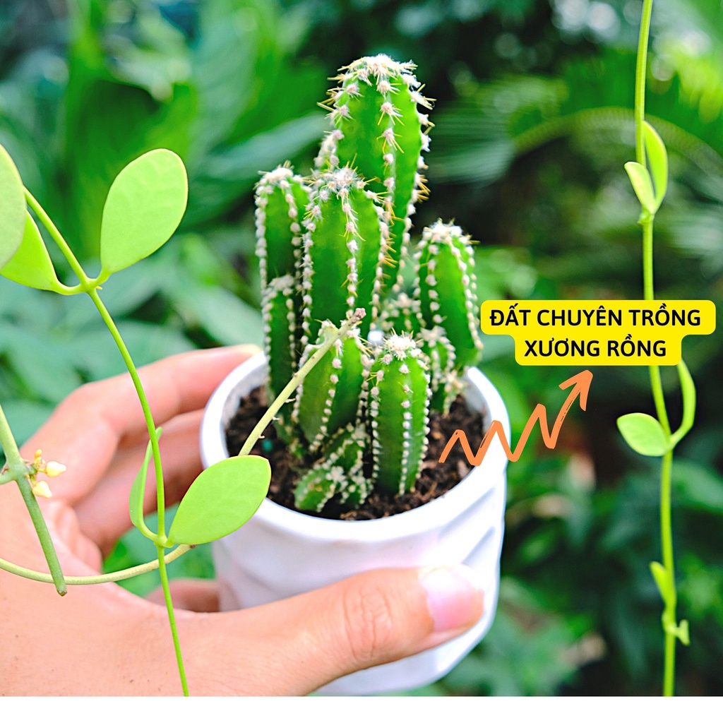 Cây xương rồng thanh sơn để bàn Size nhỏ kèm chậu sứ trắng kíck thước 17 x 7 cm . tặng kèm túi sỏi nhỏ trang trí .