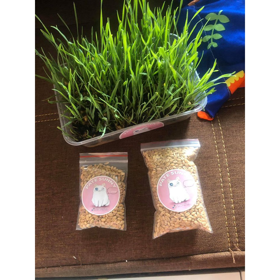 Cỏ lúa mạch tươi trị búi lông hỗ trợ tiêu hóa cho chó mèo