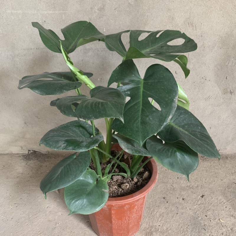 Cây trầu bà Nam - Mỹ Monstera cao 50cm, nhánh lá xum xuê xanh tươi quanh năm, cây phong thuỷ trồng nội thất, sân vườn